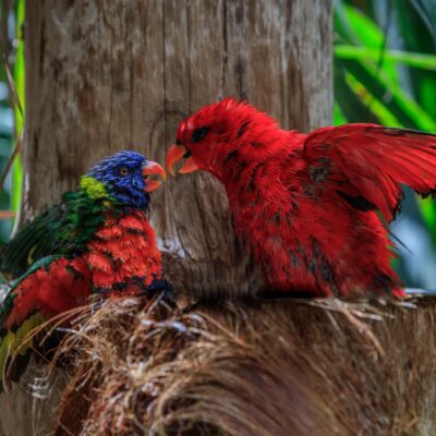 colorful parrots in Loro Park in Tenerife, Spain