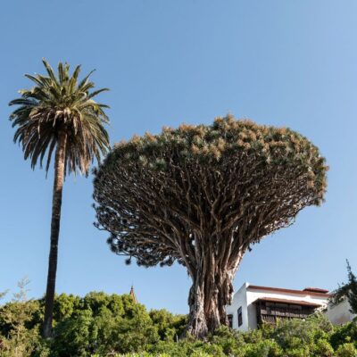 Teide – Icod – Garachico – Masca Bus Tour – Discover the Essence of Tenerife