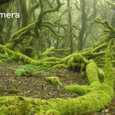 La Gomera Day Trip – Discover the Island of Whistles